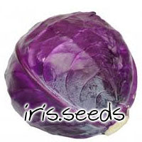 Cabbage Red Acre (30 seeds/pack)