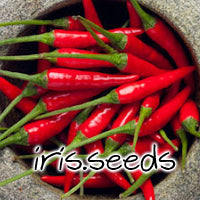 Cili Padi Hot Pepper Hot Chili Mini (15 seeds/pack)