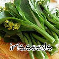 Flowering Caixin Choysum Hong Kong Cai Xin Sawi Berbunga (500 seeds/pack)